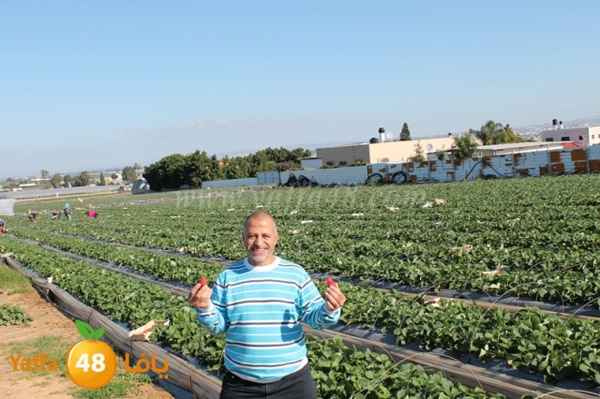 re7la tolkarem (75).JPG